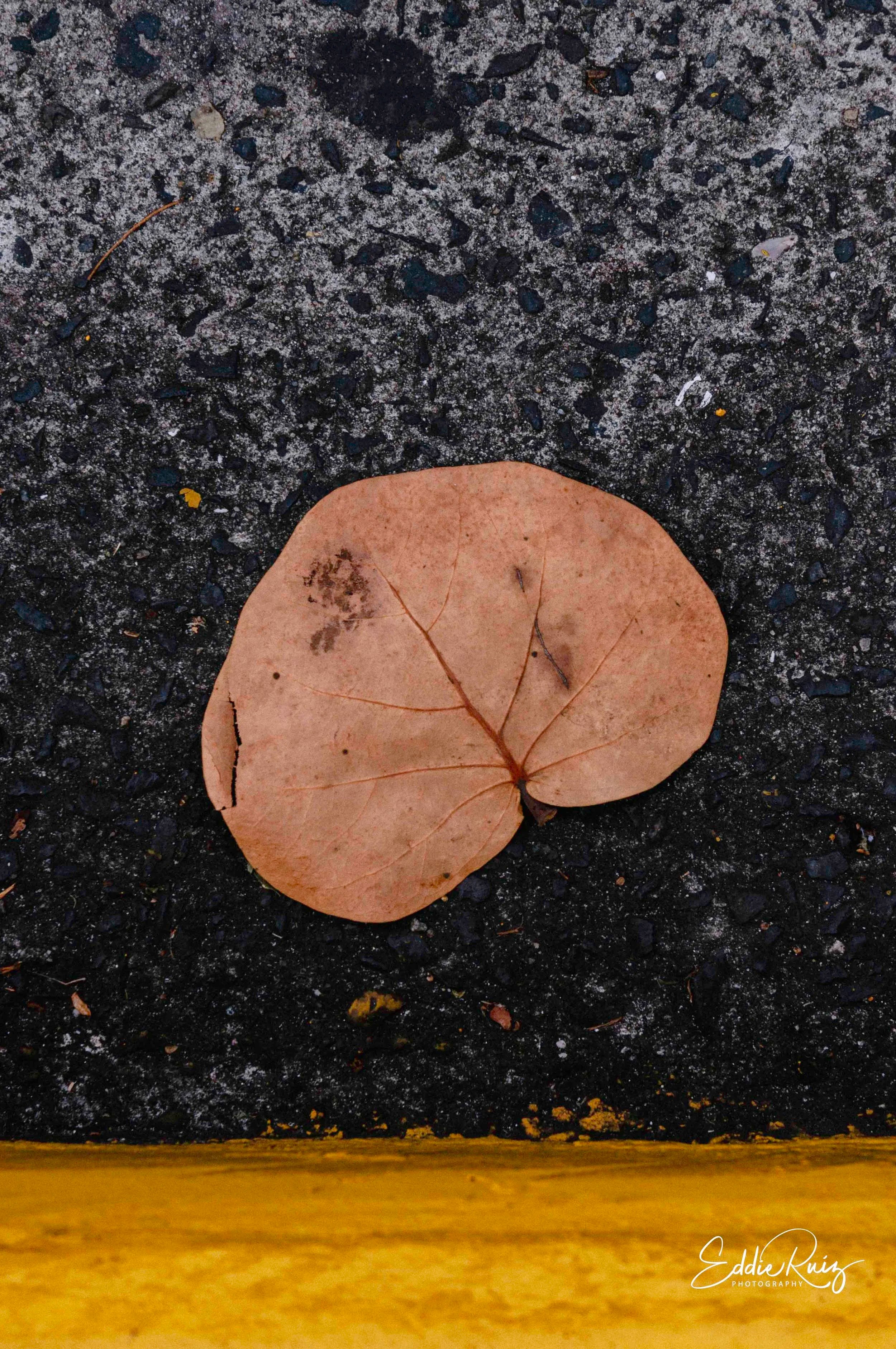 DSC_0131.jpg
